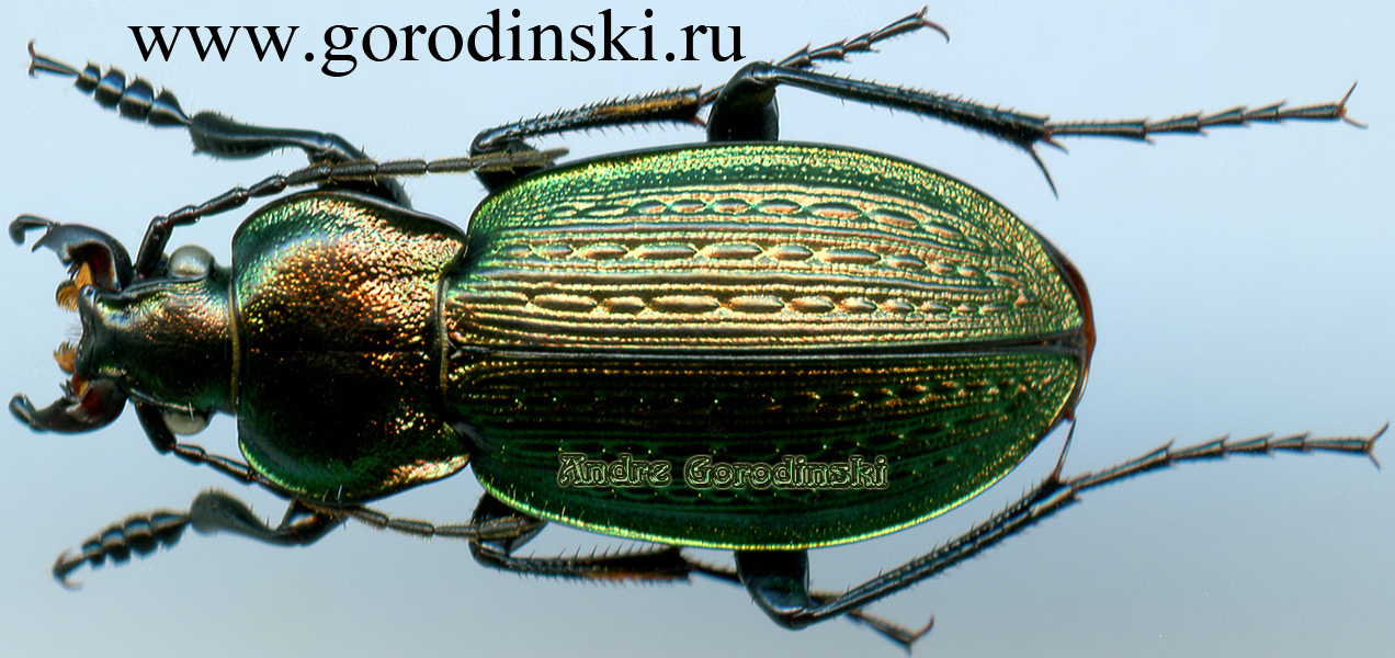 http://www.gorodinski.ru/carabus/Carabus cumanus.jpg
